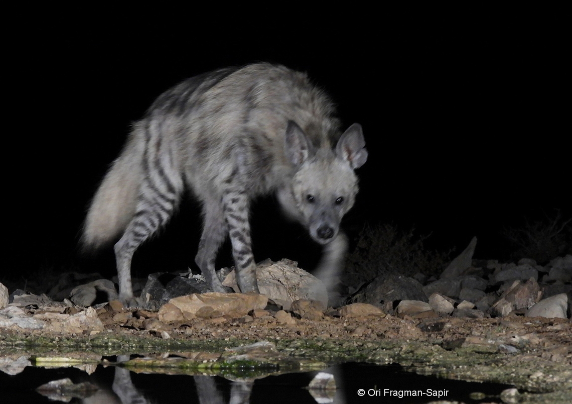 Hyaena hyaena  Geotagged,Hyaena hyaena,Israel,Spring,Striped hyenas