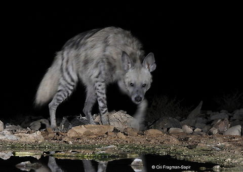 Hyaena hyaena  Geotagged,Hyaena hyaena,Israel,Spring,Striped hyenas