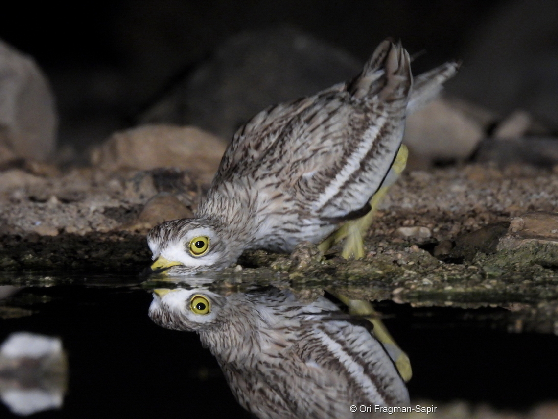 Eurasian stone-curlew  Burhinus oedicnemus,Eurasian stone-curlew,Geotagged,Israel,Spring
