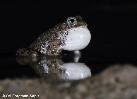 Bufotes viridis  Bufotes viridis,European green toad,Geotagged,Israel,Spring
