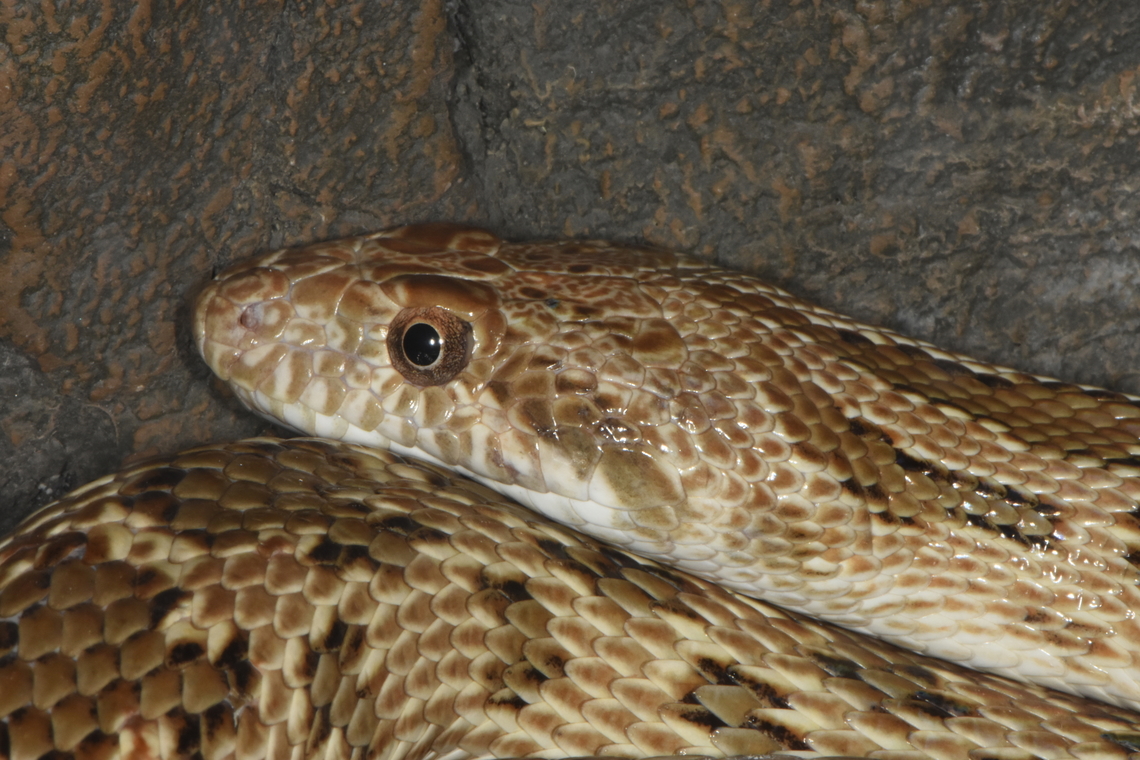 Spalerosophis diadema cliffordii UAE, Al Hefaiyah Mountain Conservation Center Spalerosophis diadema