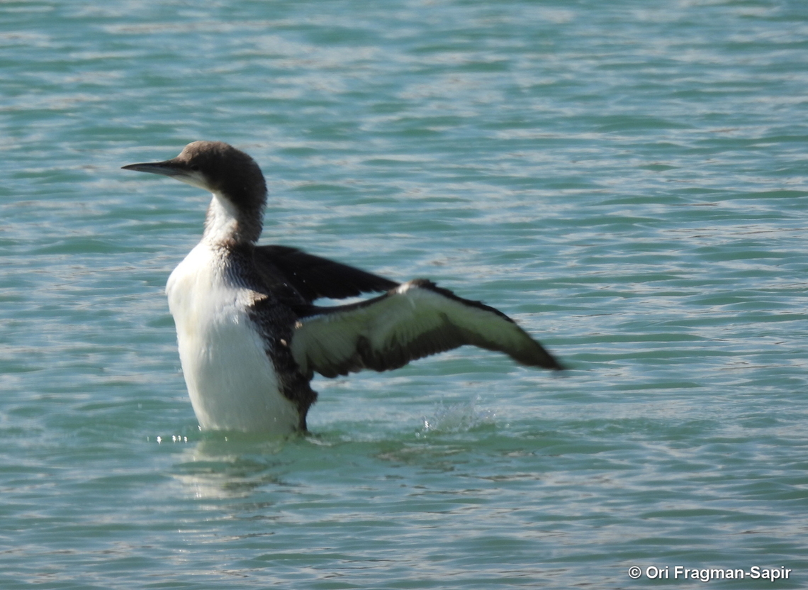 first Pacific loon ever seed in the region  Gavia pacifica,Geotagged,Israel,Pacific loon,Winter