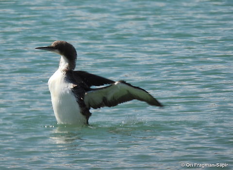first Pacific loon ever seed in the region  Gavia pacifica,Geotagged,Israel,Pacific loon,Winter