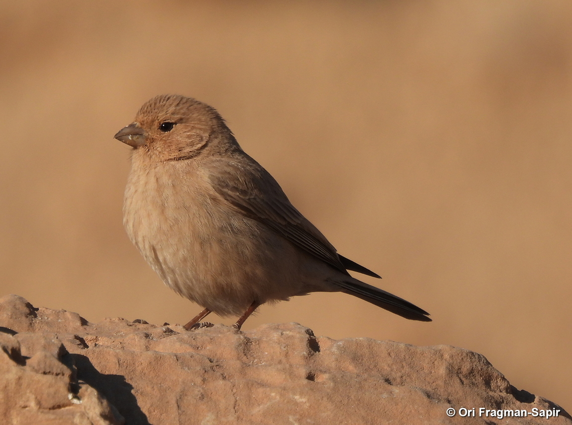 Sinai rosefinch S Israel, Eilat Mts, Nahal Amram Carpodacus synoicus,Geotagged,Israel,Sinai rosefinch,Winter