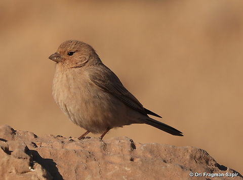 Sinai rosefinch S Israel, Eilat Mts, Nahal Amram Carpodacus synoicus,Geotagged,Israel,Sinai rosefinch,Winter