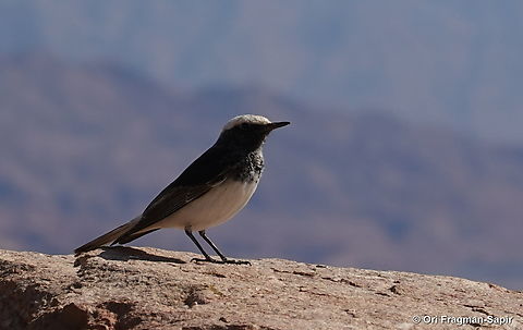 Hooded wheatear  Geotagged,Hooded Wheatear,Israel,Oenanthe monacha,Winter