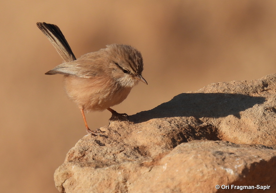 Scotocerca inquieta S Israel, Eilat Mts, Nahal Amram Geotagged,Israel,Scotocerca inquieta,Streaked scrub warbler,Winter