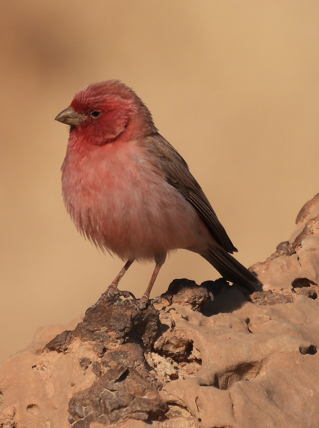 Sinai rosefinch S Israel, Eilat Mts, Nahal Amram Carpodacus synoicus,Geotagged,Israel,Sinai rosefinch,Winter