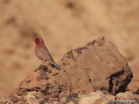 Sinai rosefinch S Israel, Eilat Mts, Nahal Amram Carpodacus synoicus,Geotagged,Israel,Sinai rosefinch,Winter