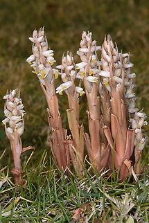 Centipede Grass Orchid