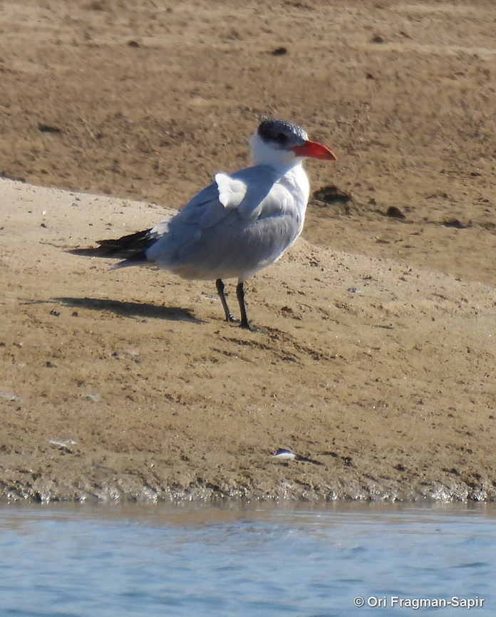Caspian tern, Israel  Caspian tern,Geotagged,Hydroprogne caspia,Israel,Winter