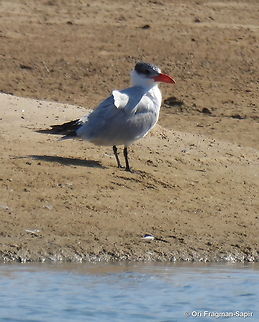 Caspian tern, Israel  Caspian tern,Geotagged,Hydroprogne caspia,Israel,Winter
