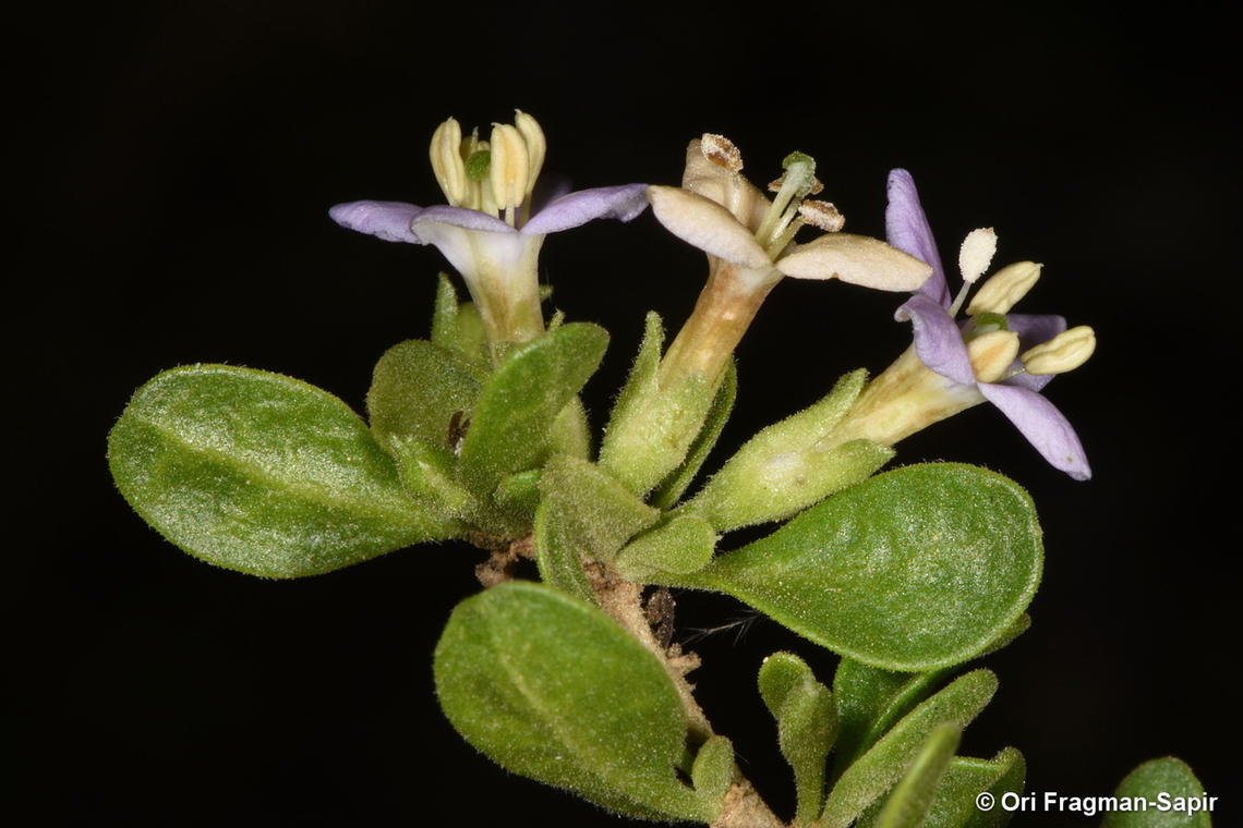 Lycium petraeum S Israel, Negev Highlands, Haro&#039;a Parking Geotagged,Israel,Lycium petraeum,Winter