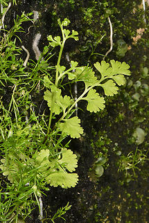 Anogramma leptophylla Israel, Jaffa Anogramma leptophylla,Geotagged,Israel,Jersey Fern,Winter