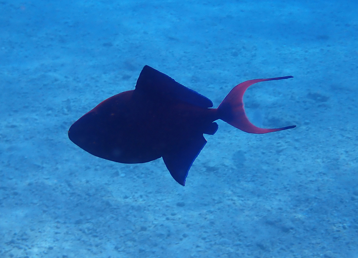 Odonus niger  Fall,Geotagged,Israel,Odonus niger,Redtoothed triggerfish