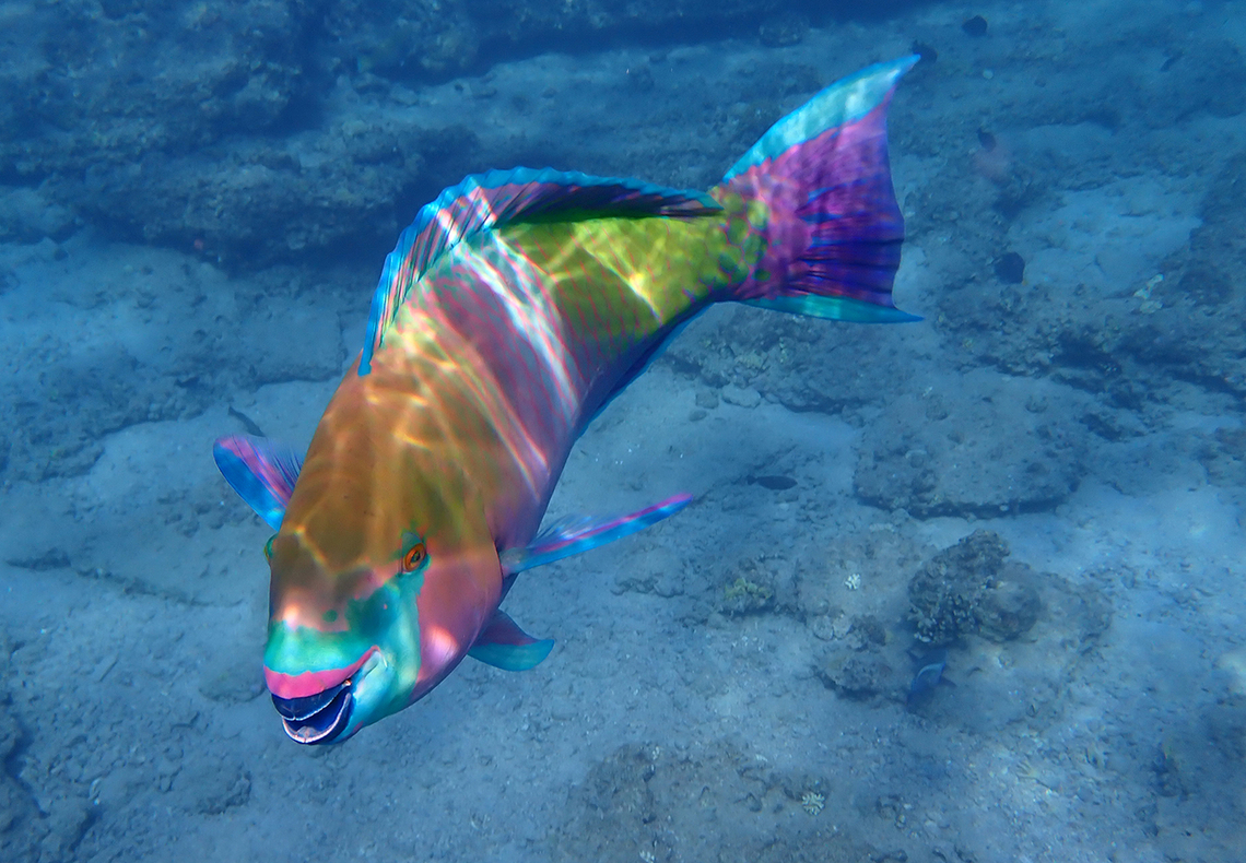 Scarus ferrugineus  Fall,Geotagged,Israel,Rusty parrotfish,Scarus ferrugineus