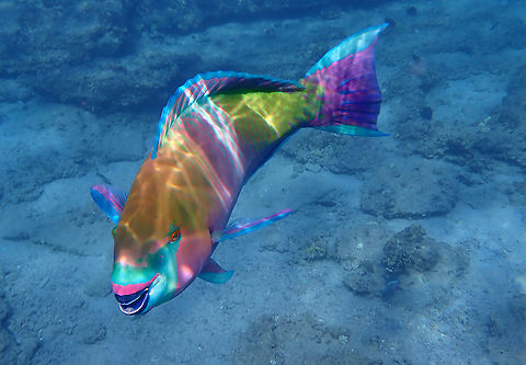 Scarus ferrugineus  Fall,Geotagged,Israel,Rusty parrotfish,Scarus ferrugineus