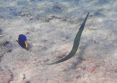 Fistularia commersonii  Bluespotted cornetfish,Fall,Fistularia commersonii,Geotagged,Israel