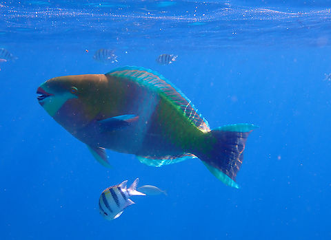 Scarus ferrugineus  Fall,Geotagged,Israel,Rusty parrotfish,Scarus ferrugineus