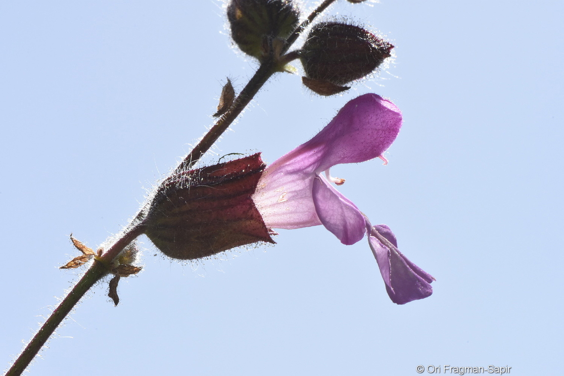 Salvia pinnata  Salvia pinnata