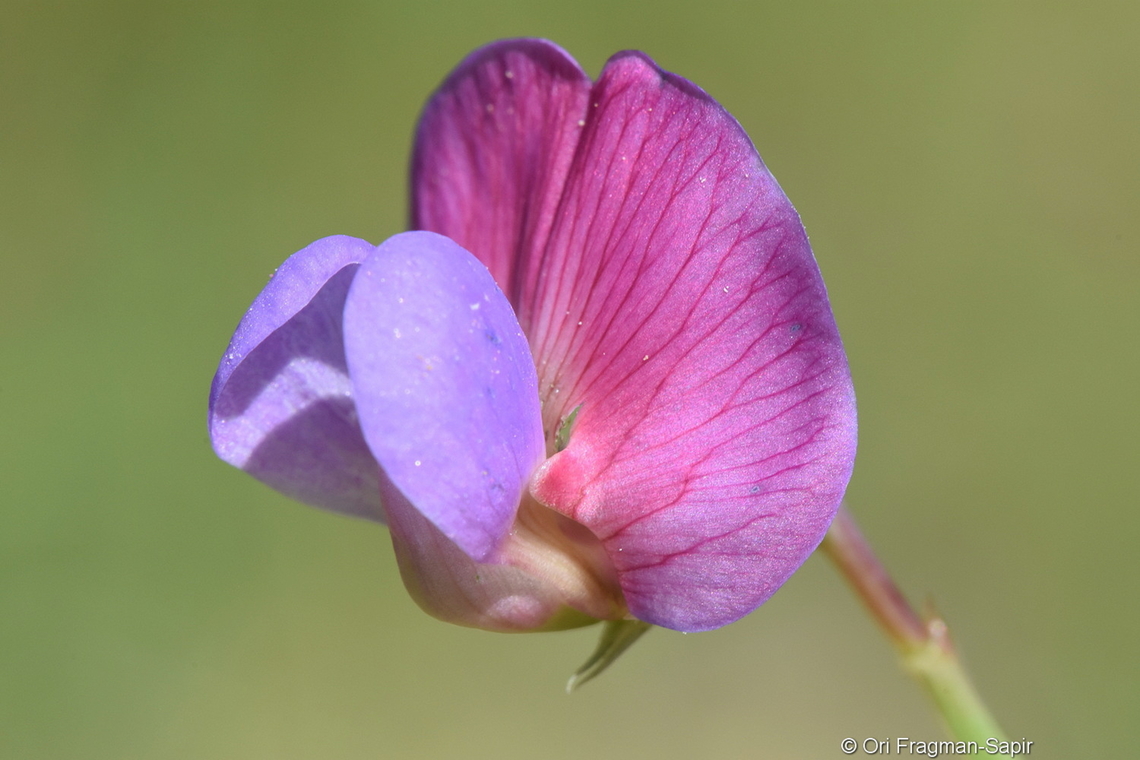 Lathyrus clymenum  Crimson Pea,Lathyrus clymenum
