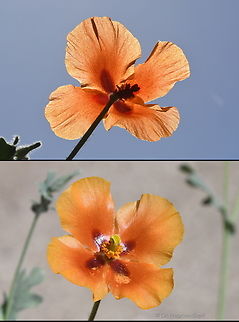 Glaucium arabicum  Glaucium arabicum