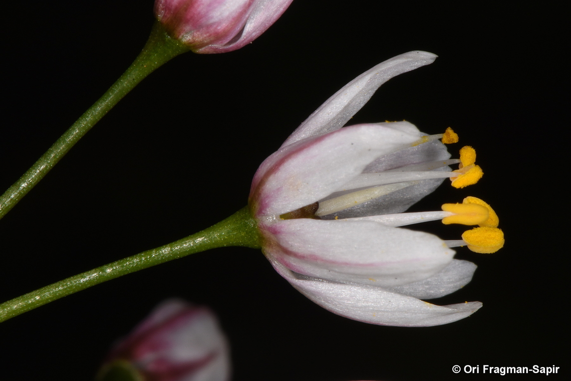 Allium canariense Canary Islands, Tenerife Allium canadense,Allium canariense,Canada onion,Geotagged,Spain,Winter