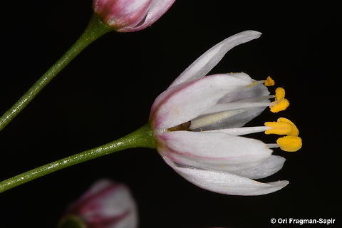 Allium canariense Canary Islands, Tenerife Allium canadense,Allium canariense,Canada onion,Geotagged,Spain,Winter