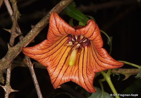 Canarina canariensis Canary Islands, Tenerife Canarina canariensis,Canary Bellflower,Geotagged,Spain,Winter