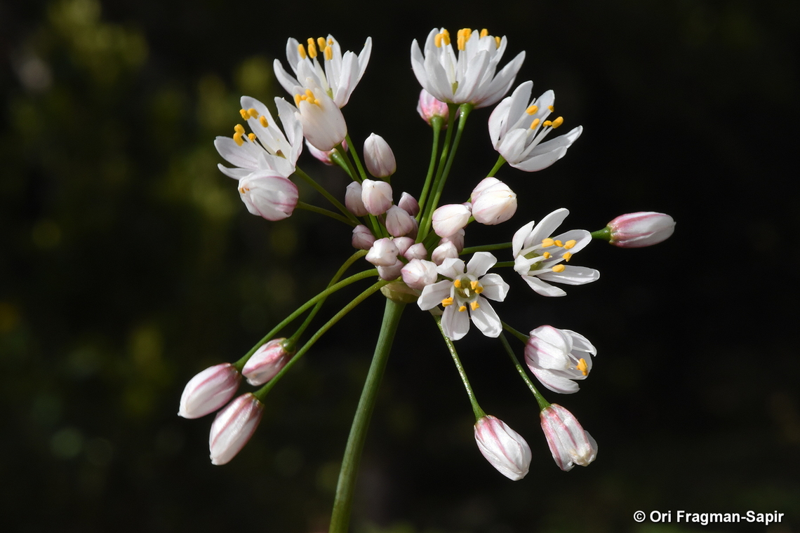 Allium canariense Canary Islands, Tenerife Allium canariense,Geotagged,Spain,Winter