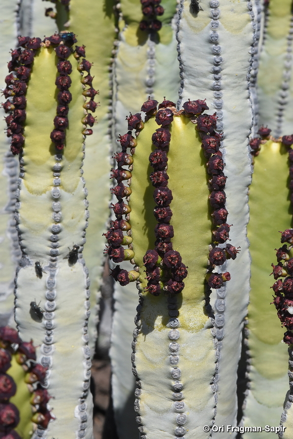 Euphorbia canariensis Canary Islands, Tenerife Canary Island spurge,Euphorbia canariensis,Geotagged,Spain,Winter