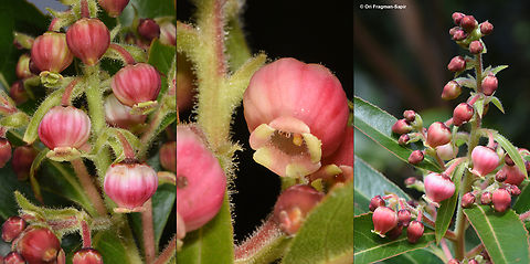 Arbutus canariensis Canary Islands, Tenerife Arbutus canariensis,Canary Madrone,Geotagged,Spain,Winter