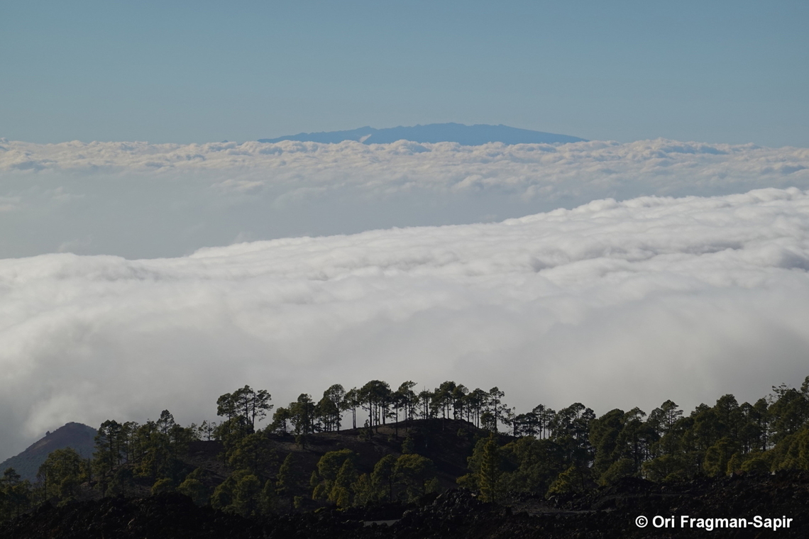 Pinus canariensis Canary Islands, Tenerife Canary Island pine,Geotagged,Pinus canariensis,Spain,Winter