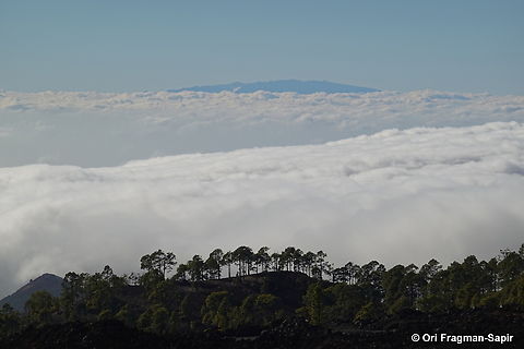 Pinus canariensis Canary Islands, Tenerife Canary Island pine,Geotagged,Pinus canariensis,Spain,Winter