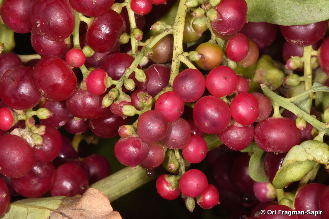 Bosea yervamora Canary Islands, Tenerife Bosea  yervamora,Bosea yervamora,Geotagged,Spain,Winter