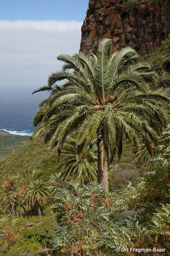 Phoenix canariensis Canary Islands, Tenerife Canary Island Palm,Geotagged,Phoenix canariensis,Spain,Winter
