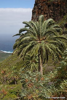 Phoenix canariensis Canary Islands, Tenerife Canary Island Palm,Geotagged,Phoenix canariensis,Spain,Winter