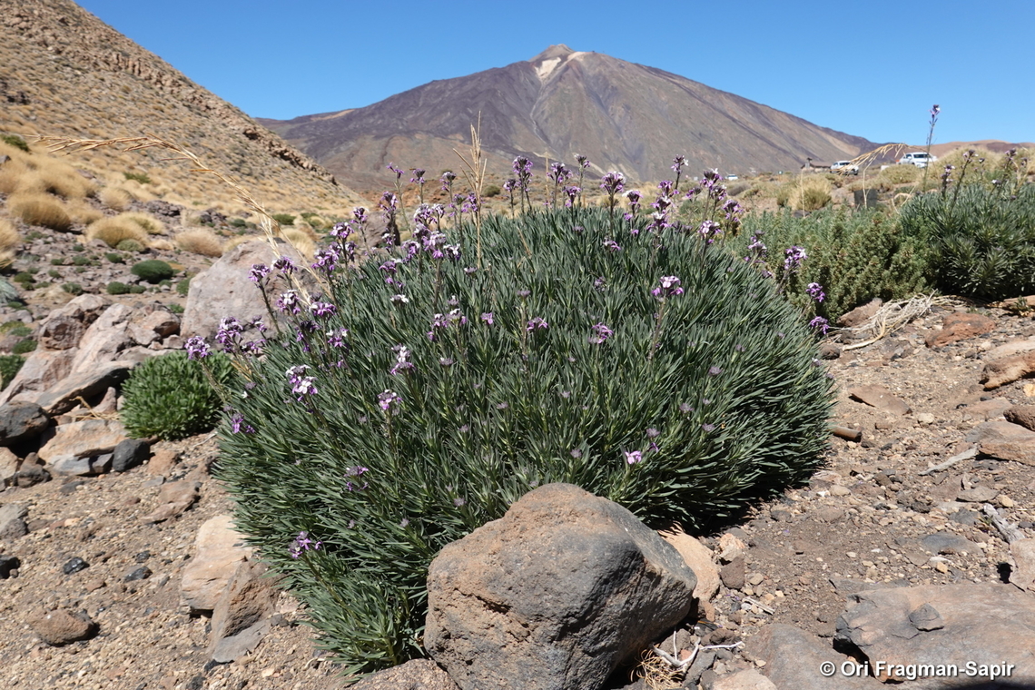 Erysimum scoparium Canary Islands, Tenerife Erysimum scoparium,Geotagged,Spain,Winter