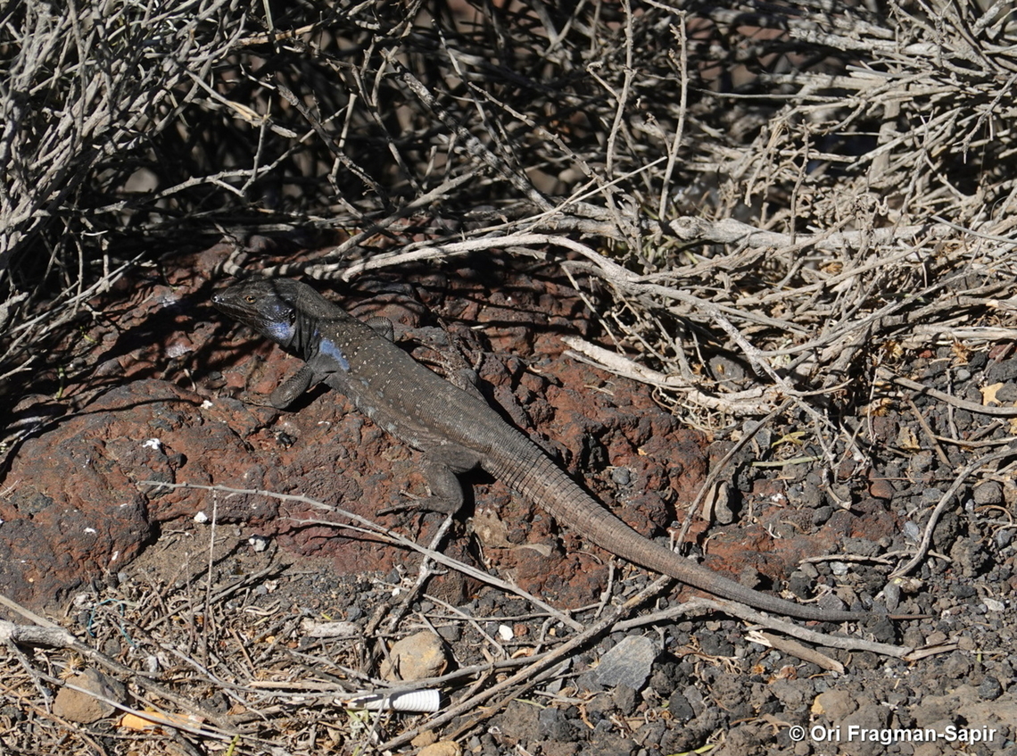 Gallotia galloti Canary Islands, Tenerife Gallotia galloti,Geotagged,Spain,Winter