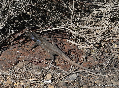 Gallotia galloti Canary Islands, Tenerife Gallotia galloti,Geotagged,Spain,Winter