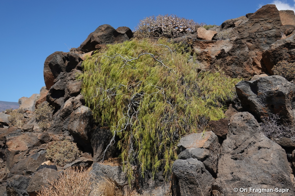 Plocama pendula Canary Islands, Tenerife Geotagged,Plocama pendula,Spain,Winter