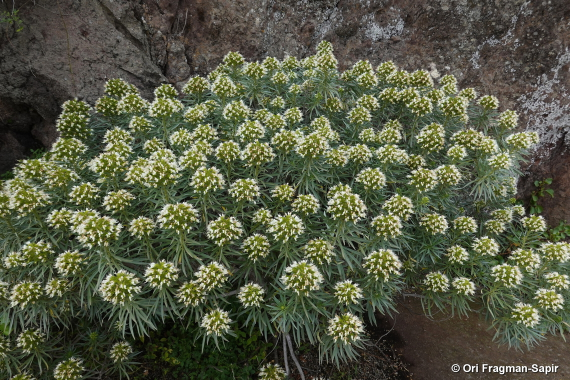 Echium leucophaeum Canary Islands, Tenerife Echium leucophaeum,Geotagged,Spain,Winter
