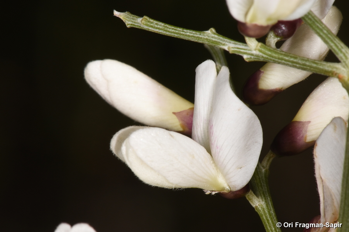 Retama rhodorhizoides Canary Islands, Tenerife Geotagged,Retama rhodorhizoides,Spain,Winter