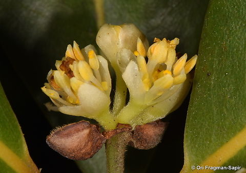 Laurus novocanariensis Canary Islands, Tenerife Canary Laurel,Geotagged,Laurus novocanariensis,Spain,Winter