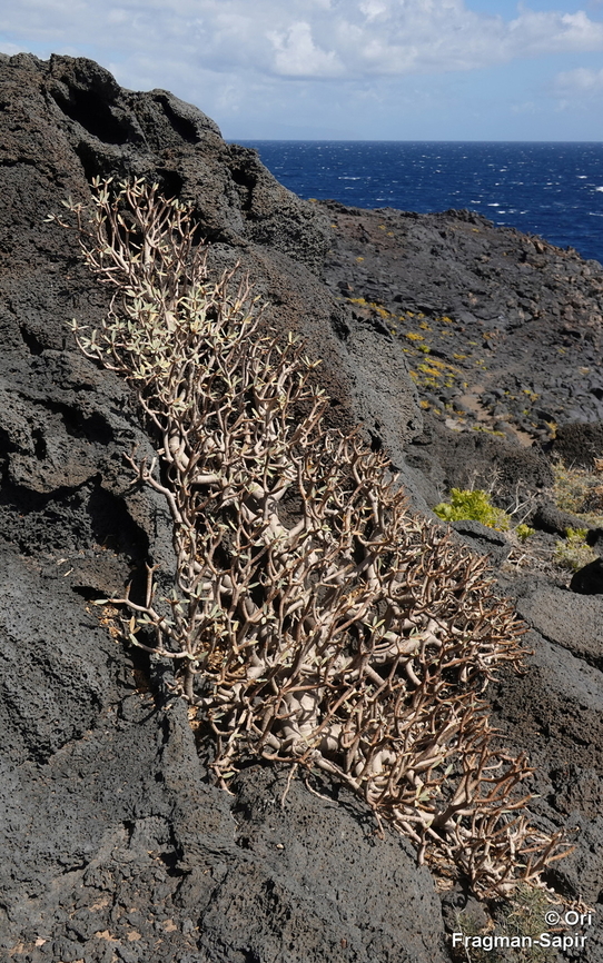 Euphorbia balsamifera Canary Islands, Tenerife Euphorbia balsamifera,Geotagged,Spain,Winter