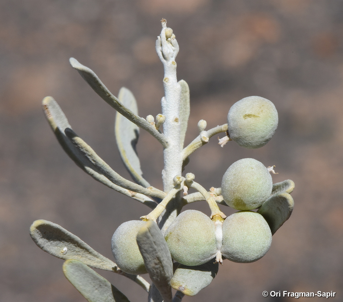 Cneorum pulverulentum Canary Islands, Tenerife Cneorum pulverulentum,Geotagged,Spain,Winter