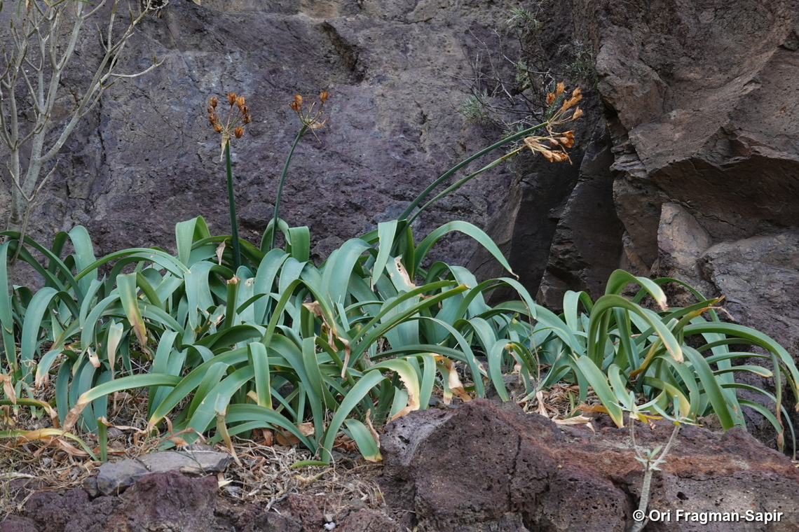 Pancratium canariense Canary Islands, Tenerife Geotagged,Pancratium canariense,Spain,Winter