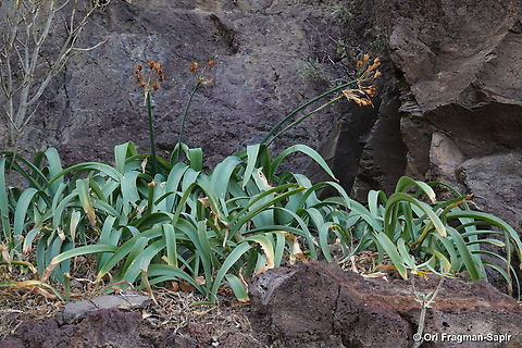 Pancratium canariense Canary Islands, Tenerife Geotagged,Pancratium canariense,Spain,Winter