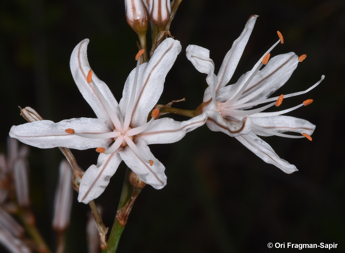 Asphodelus ramosus Canary Islands, Tenerife Asphodelus ramosus,Branched asphodel,Geotagged,Spain,Winter