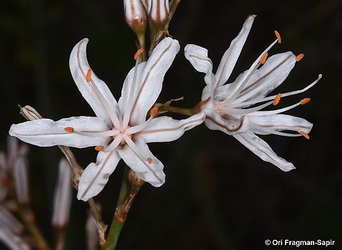 Asphodelus ramosus Canary Islands, Tenerife Asphodelus ramosus,Branched asphodel,Geotagged,Spain,Winter